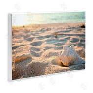 Susan Bryant | Conch Shell in Sand