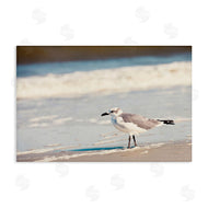 Susan Bryant | Seagull Stepping on Shore