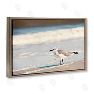 Susan Bryant | Seagull Stepping on Shore