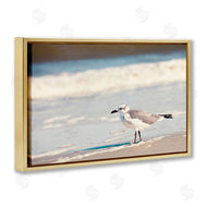 Susan Bryant | Seagull Stepping on Shore