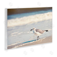Susan Bryant | Seagull Stepping on Shore