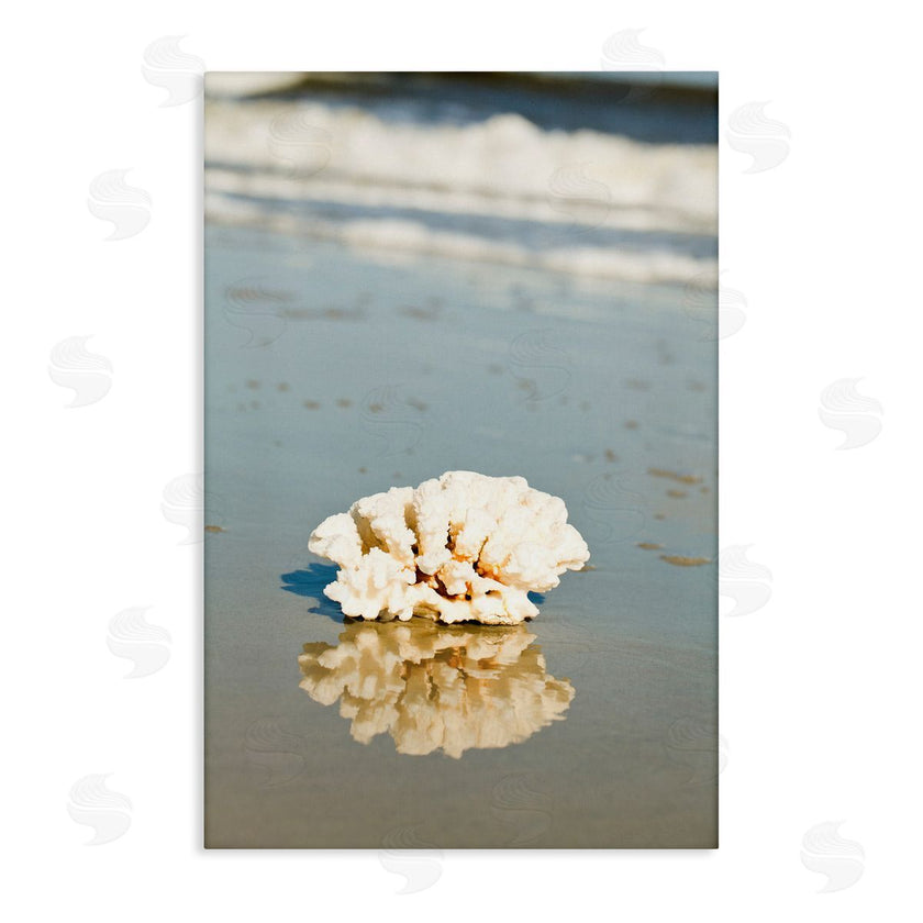 Susan Bryant | Coral on Sea Shore