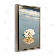 Susan Bryant | Coral on Sea Shore