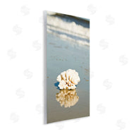 Susan Bryant | Coral on Sea Shore