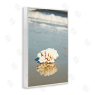 Susan Bryant | Coral on Sea Shore