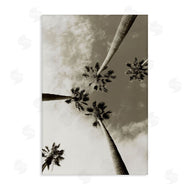Wil Stewart | Centric Palm Trees