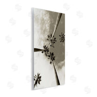 Wil Stewart | Centric Palm Trees