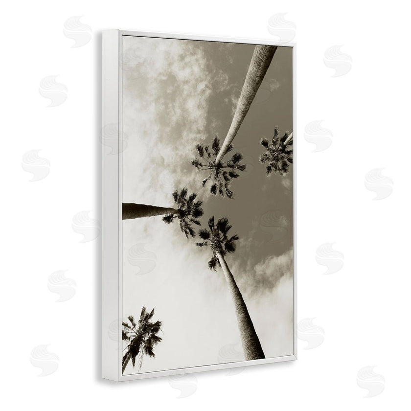 Wil Stewart | Centric Palm Trees