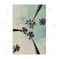 Wil Stewart | Centric Tropical Palms