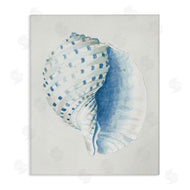 Patricia Pinto | Spotted Conch Shell