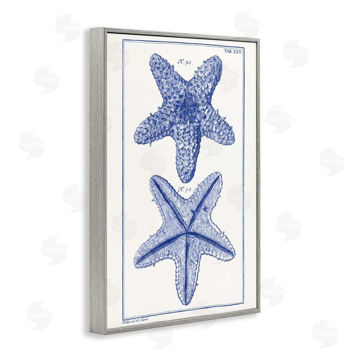 Blue Starfish Studies Grey Frame Print Wall Art, Home Decor by Vision Studio
