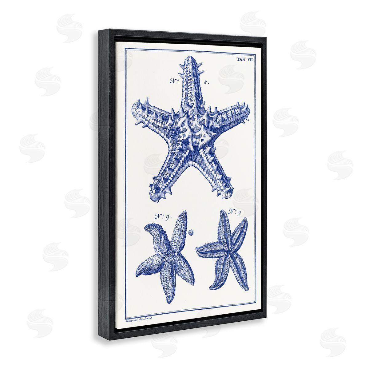 Blue Starfish Diagrams Black Floating Frame Canvas Wall Art, Home Decor by Vision Studio