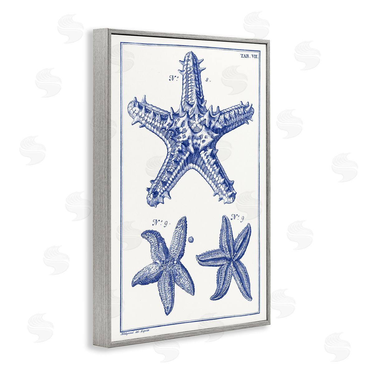 Blue Starfish Diagrams Grey Frame Print Wall Art, Home Decor by Vision Studio
