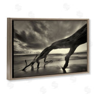 Dennis Frates | Tree Trunk on Shore