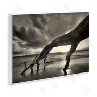 Dennis Frates | Tree Trunk on Shore