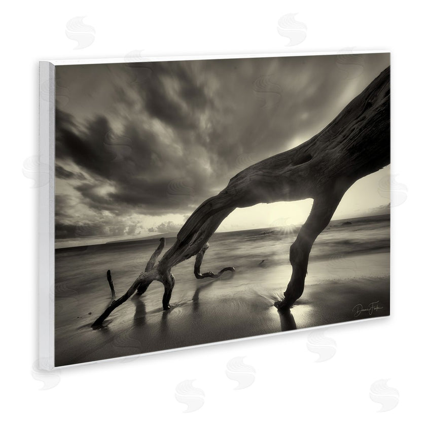 Dennis Frates | Tree Trunk on Shore
