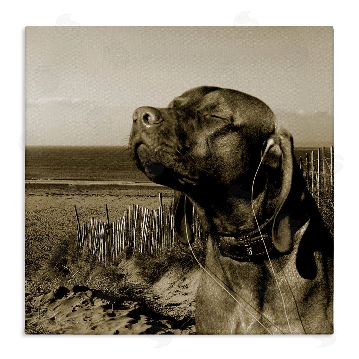 Relaxed Dog with Music Canvas Wall Art, Home Decor by Noah Bay