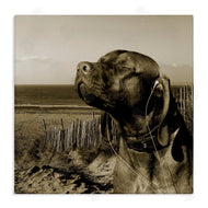Noah Bay | Relaxed Dog with Music