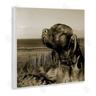Noah Bay | Relaxed Dog with Music