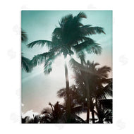 Noah Bay | Shady Palm Trees