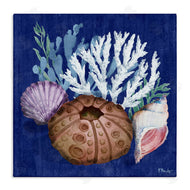 Paul Brent | Urchin and Coral Still Life