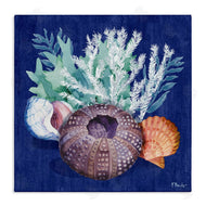 Paul Brent | Urchin Sea Life