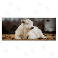 Dakota Diener | Baby White Cattle