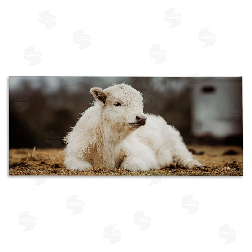 Dakota Diener | Baby White Cattle