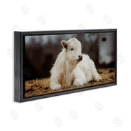 Dakota Diener | Baby White Cattle