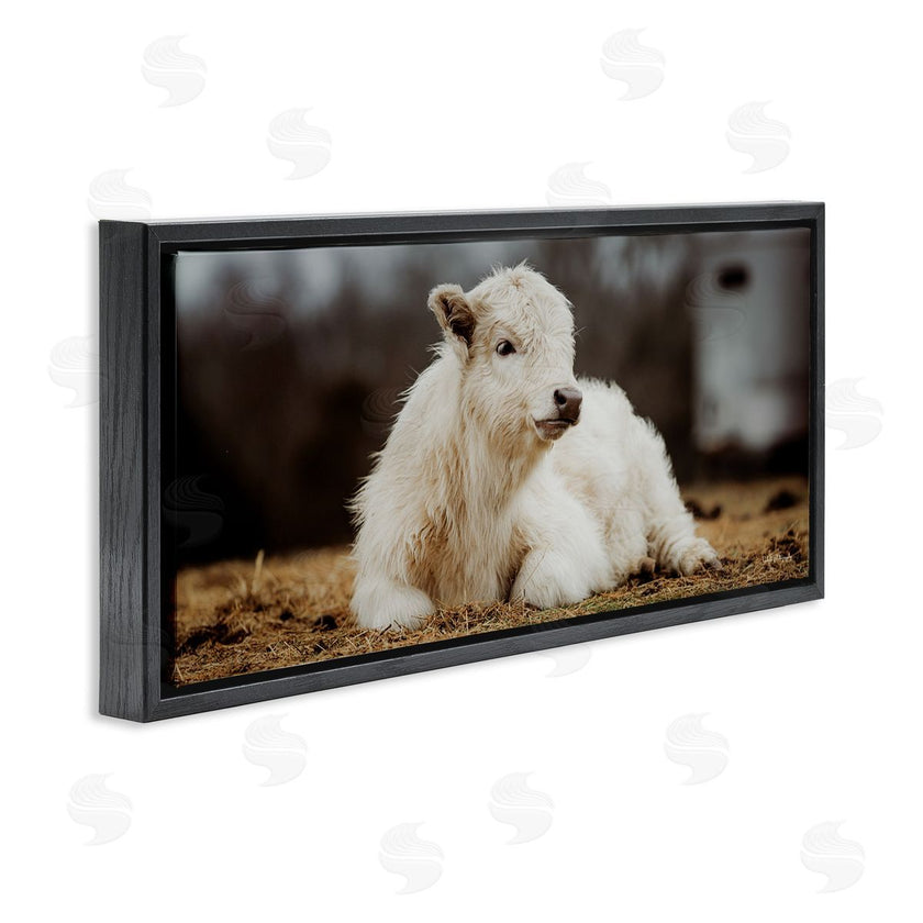 Dakota Diener | Baby White Cattle