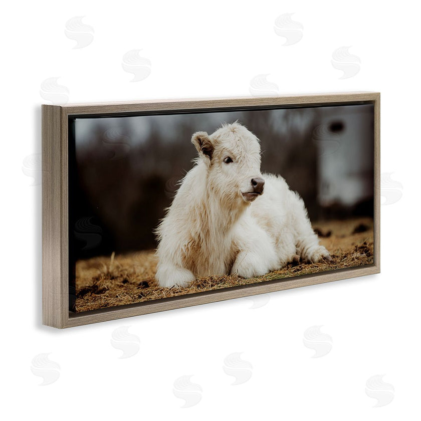 Dakota Diener | Baby White Cattle