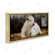 Dakota Diener | Baby White Cattle