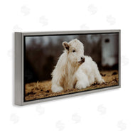 Dakota Diener | Baby White Cattle
