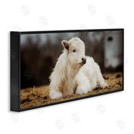 Dakota Diener | Baby White Cattle