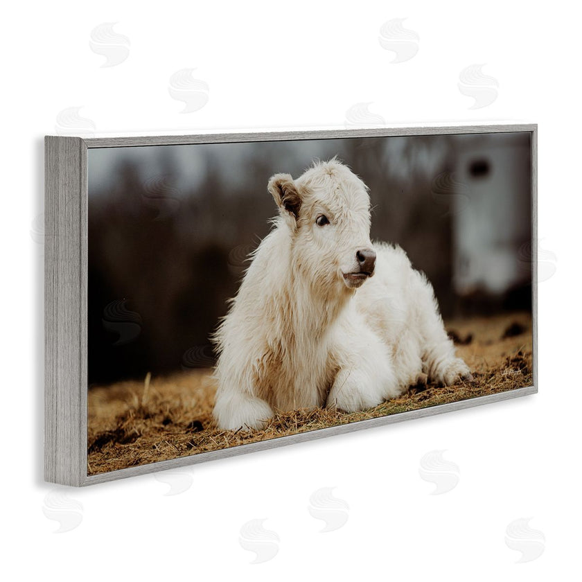 Dakota Diener | Baby White Cattle