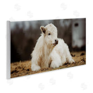 Dakota Diener | Baby White Cattle