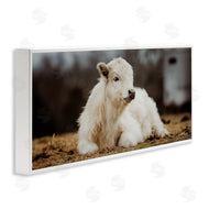 Dakota Diener | Baby White Cattle