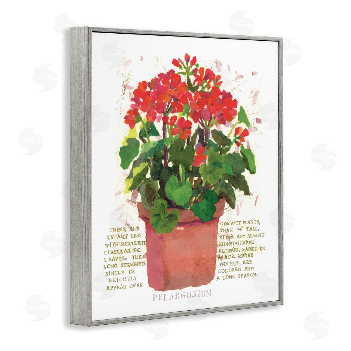 Red Potted Geranium Grey Frame Print Wall Art, Home Decor by Nancy Overton