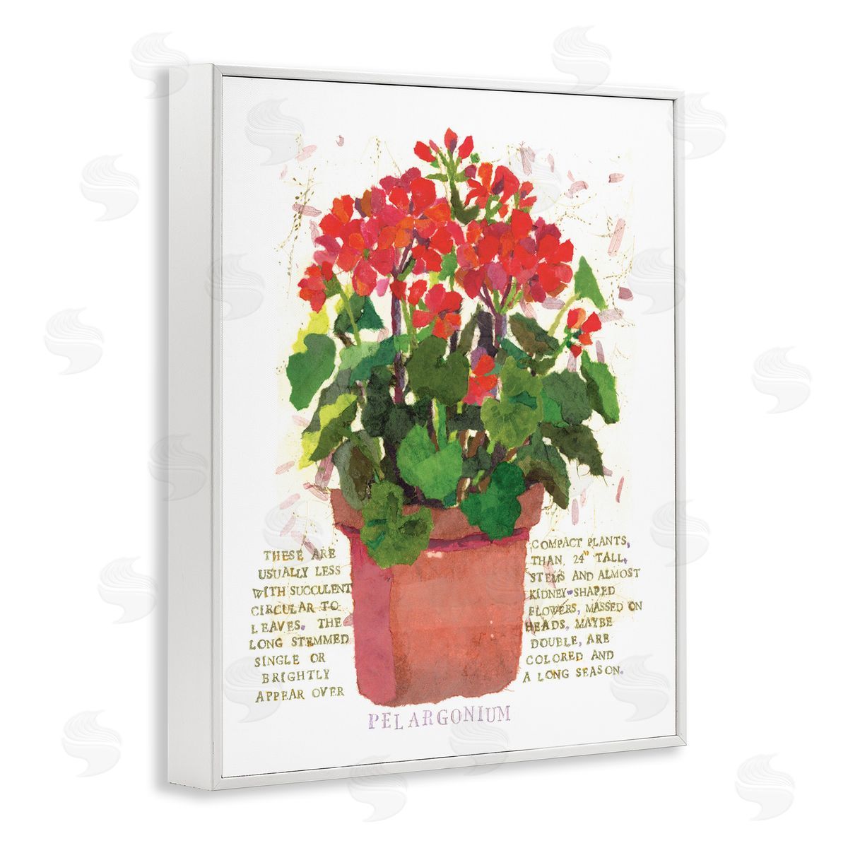 Red Potted Geranium White Frame Print Wall Art, Home Decor by Nancy Overton