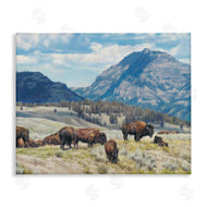 David Graham | Sunny Afternoon Bison
