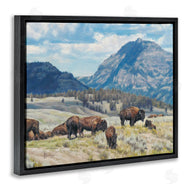 David Graham | Sunny Afternoon Bison