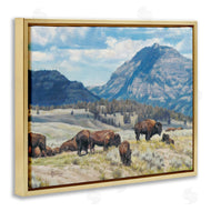 David Graham | Sunny Afternoon Bison