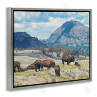 David Graham | Sunny Afternoon Bison