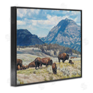 David Graham | Sunny Afternoon Bison