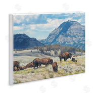 David Graham | Sunny Afternoon Bison