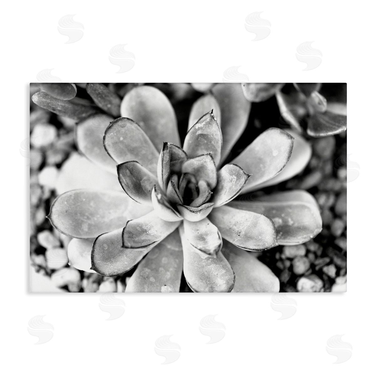 Monochrome Succulent Leaves Canvas Wall Art, Home Decor by Susan Bryant