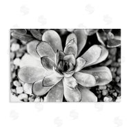 Susan Bryant | Monochrome Succulent Leaves