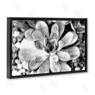 Susan Bryant | Monochrome Succulent Leaves