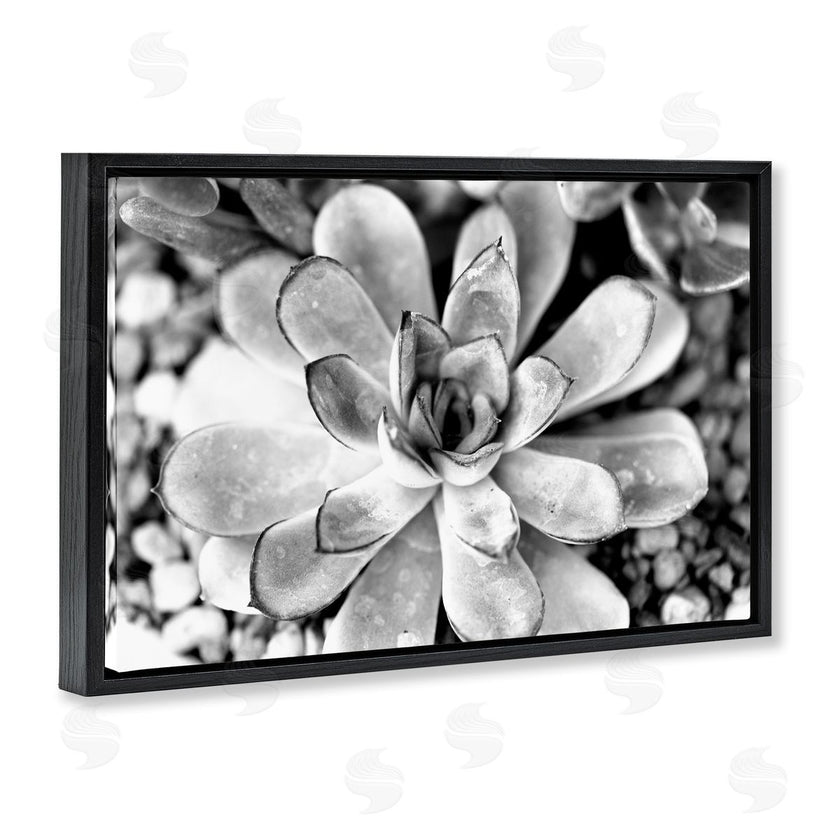 Susan Bryant | Monochrome Succulent Leaves