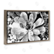Susan Bryant | Monochrome Succulent Leaves
